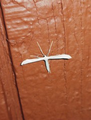 Hellinsia homodactylus