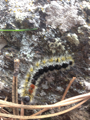 Lophocampa ingens