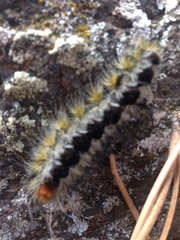 Lophocampa ingens