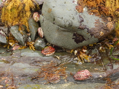 Haliotis kamtschatkana