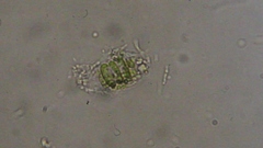 Scenedesmaceae
