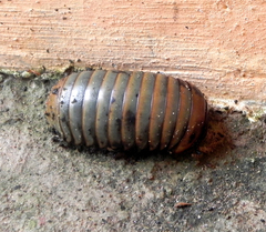 Arthrosphaera