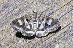 Drasteria grandirena