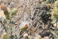 Cercyonis oetus