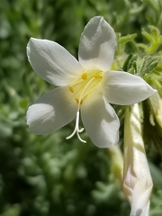 Polemonium brandegeei