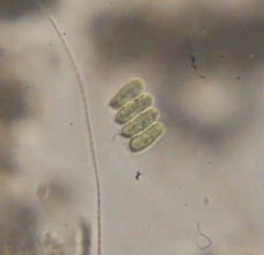 Scenedesmaceae