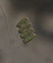 Scenedesmaceae