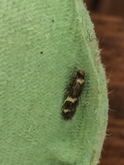 Oegoconia deauratella