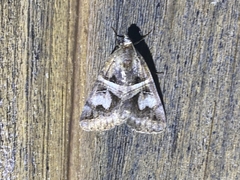 Drasteria grandirena
