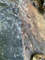 Liometopum occidentale