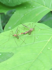 Tipula submaculata