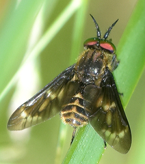 Chrysops fulvaster