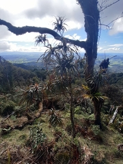 Dracophyllum traversii