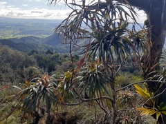 Dracophyllum traversii