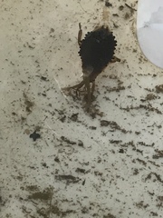 Nepomorpha