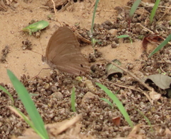 Cissia similis