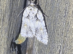 Acronicta ovata