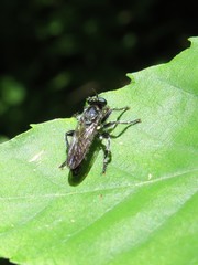 Laphria sicula