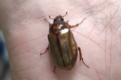 Amphimallon solstitiale