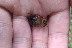 Amphimallon solstitiale