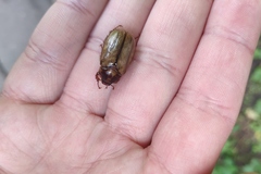 Amphimallon solstitiale