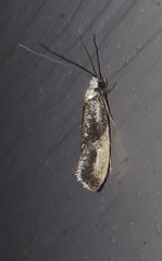 Monopis longella