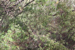 Spyridium spathulatum