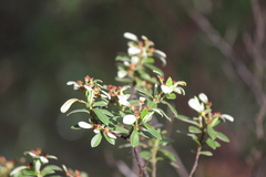 Spyridium spathulatum