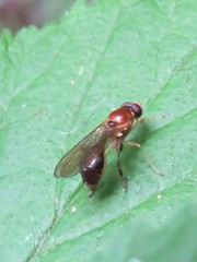 Sphegina