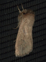 Bathytricha leonina