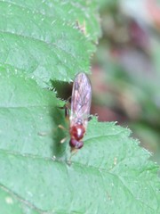 Sphegina
