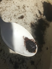 Nepomorpha