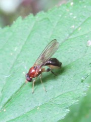 Sphegina