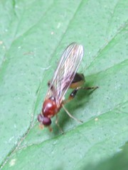 Sphegina