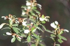 Spyridium spathulatum