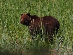 Ursus arctos sitkensis
