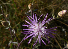 Centaurea paniculata