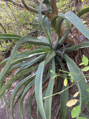 Agave vilmoriniana