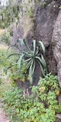 Agave vilmoriniana