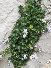 Campanula fenestrellata