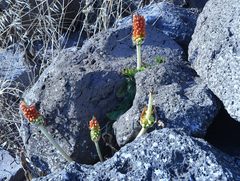 Arum palaestinum