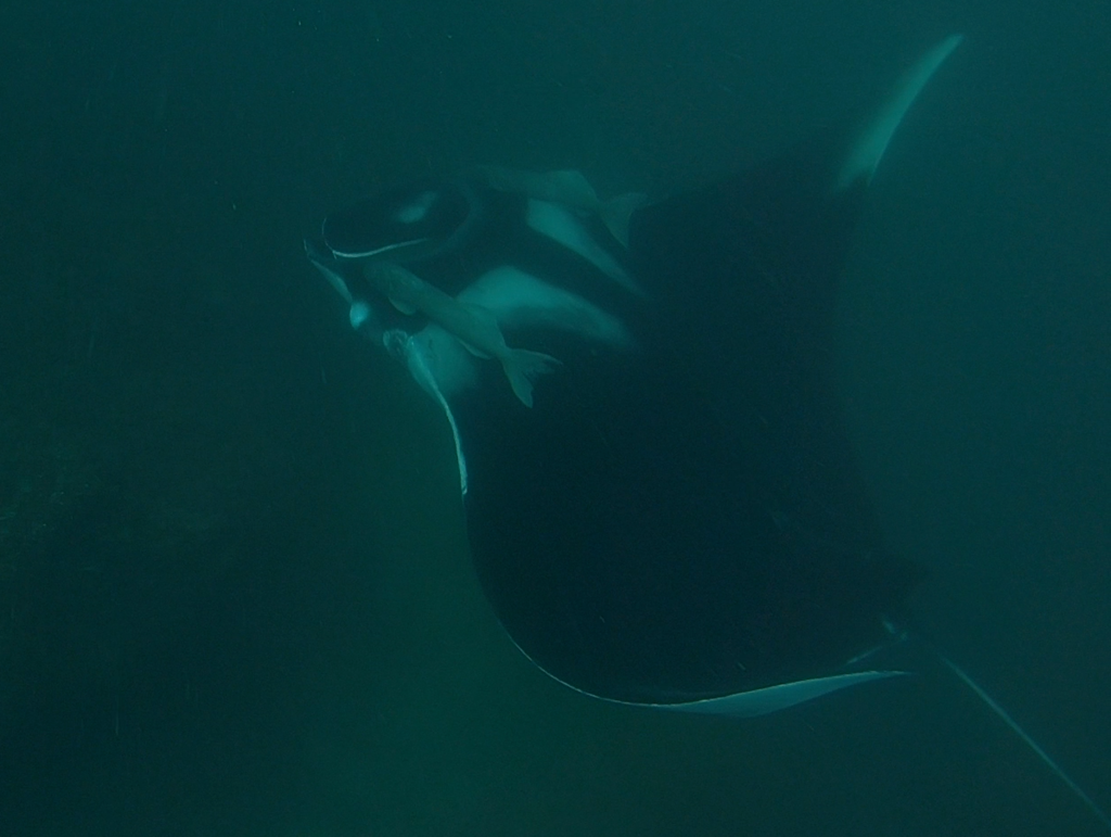 Atlantic manta