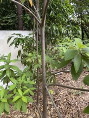 Alstonia muelleriana