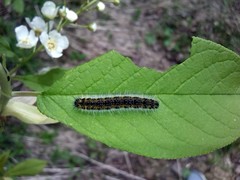 Aporia crataegi