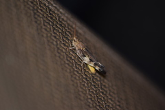 Chortophaga australior