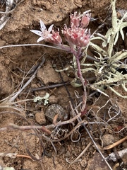 Dudleya hendrixii