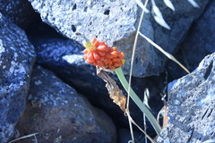 Arum palaestinum