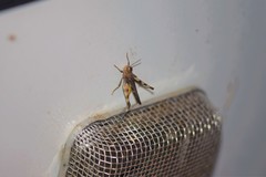 Chortophaga australior