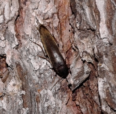 Serropalpus substriatus