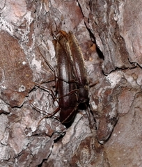 Serropalpus substriatus